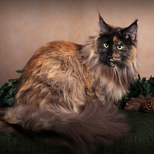 Queen Latifah Liger Cat