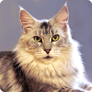 Maine Coon Nilla Rose Liger Cat