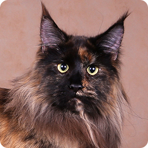 Maine Coon Queen Latifah Liger Cat